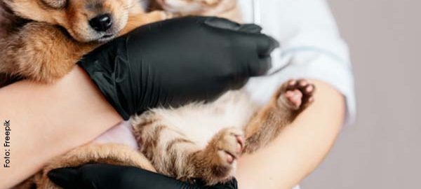 CRMV Tocantins regulamenta atendimento veterinário em domicílio