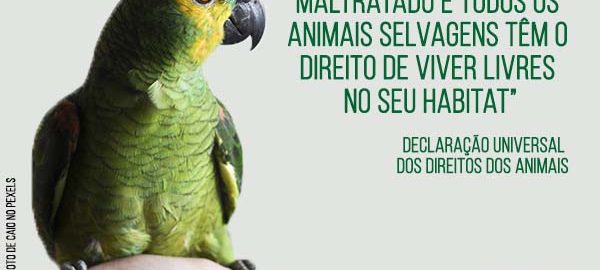 dia nacional dos animais - 14.03