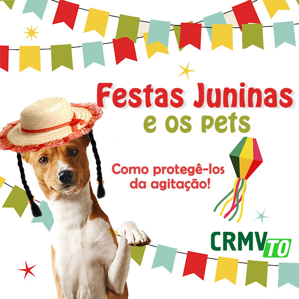 festas juninas e os pets - como protege-los