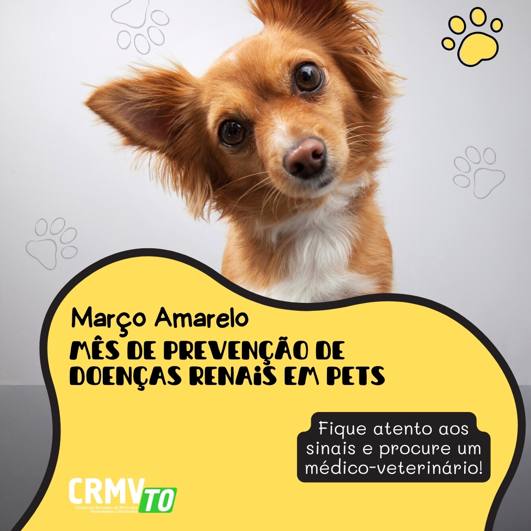 Story de instagram para pet shop banho pet amarelo e preto com foto (Post para Instagram (Quadrado))