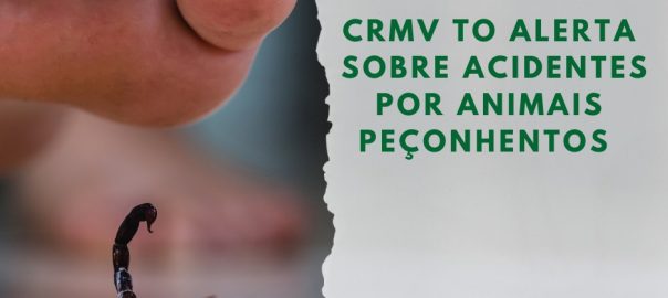 Acidente por animal peçonhento