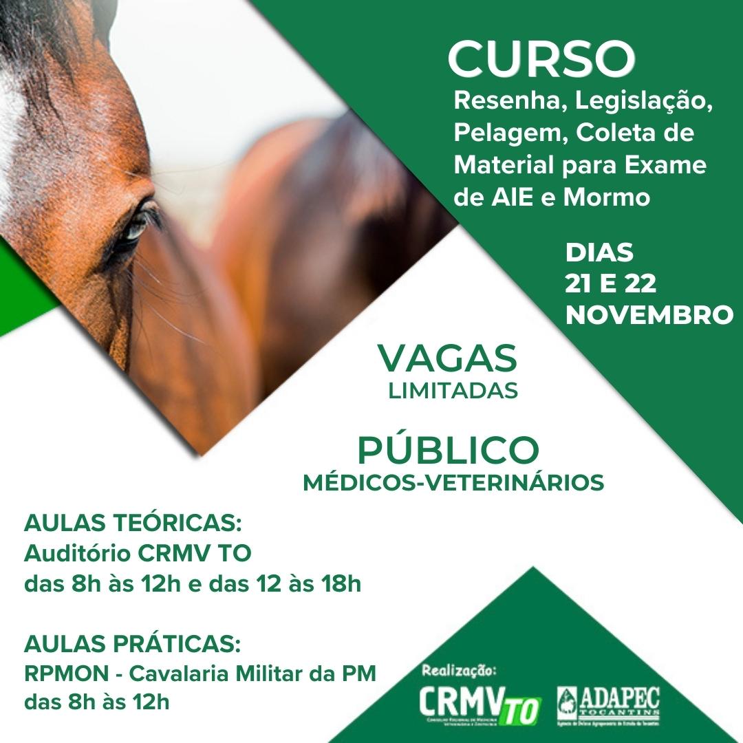 Curso de cavalaria: importância, cursos e mais!