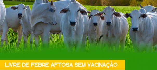 febre aftosa livre vacinação