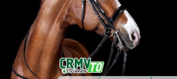 rt em eventos agropecuários