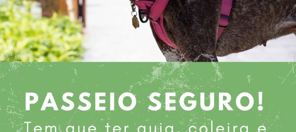 Panfleto Passeador de Cachorro Foto Promocional Verde (1)