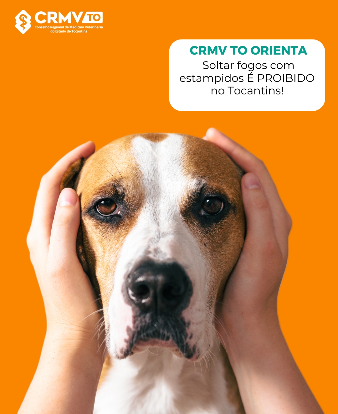 Story do Instagram Lembrete Agendar o Banho do Pet Divertido Laranja
